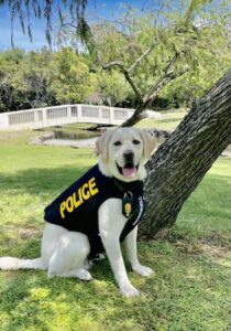 K9 Kahu receives bullet- and stab-protective vest thanks to nonprofit organization